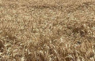 Makarnalık buğdayın tonu 2 bin 760 lira arttı