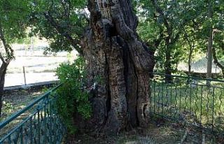 Malatya’da 800 yıllık "Menengiç ağacı"...