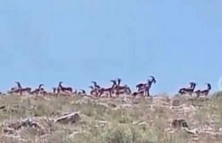 Malatya’da sürü halindeki yaban keçileri görüntülendi