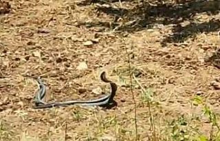 Malatya’da yılanların çiftleşme dansı kamerada