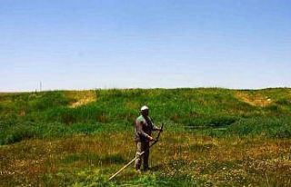 Malazgirt’te tırpanın son ustası