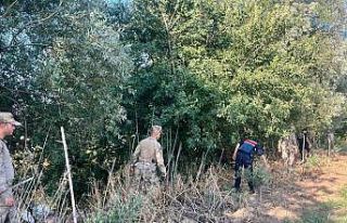 Manisa’da yasadışı kenevir ekim alanlarına sıkı...