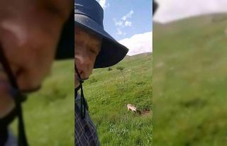 Mantar toplamaya çıktı, tilkiyle dost oldu