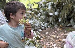 Manyas’ta ıhlamur hasadı başladı