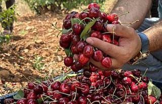 Mardin’de 17. Napolyon Kirazı Festivali düzenlendi