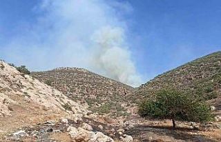 Mardin’de orman yangını