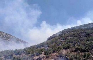 Mardin’de ormanlık alanda çıkan yangına müdahale...