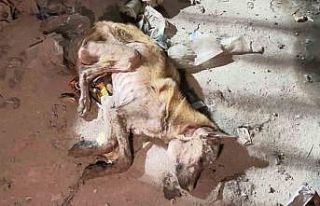 Mardin’de telef olmak üzere bulunan köpek tedavi...