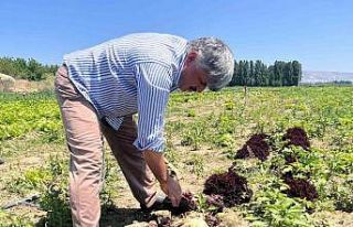 Marulun ekmeğini aracılar yiyor, çiftçi vatandaş...