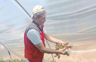 Menteşe’de çiftçilere hastalık ve zararlı kontrolü...