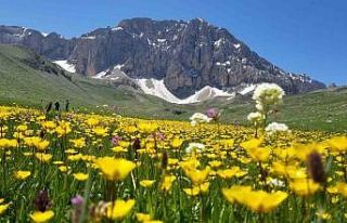 Merg Yaylası, bu günlerde yerli ve yabancı doğaseverlere...