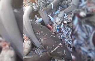 Mersin Valiliğinden köpek balığı açıklaması