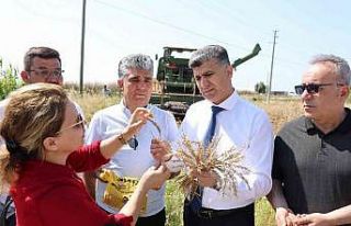 Mersin’de yerli buğdayın hasadı gerçekleştirildi