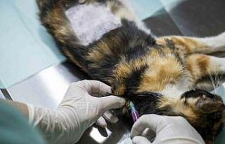 Mersin’deki kedi popülasyonu kısırlaştırma...