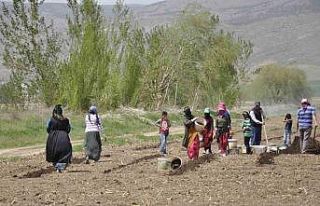Mevsimlik tarım işçileri tarlalarda rızıklarını...