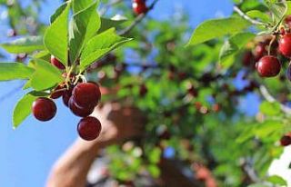 Meyvedeki düşüş tarım işçilerini de kara kara...