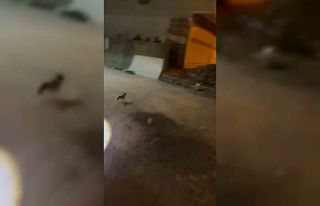 Minibüsün motoruna sıkışan kedi itfaiye ekiplerince...