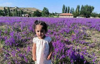 Mor renkli yabani otlar görsel şölen sunuyor