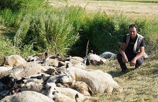 Muş’ta 150 koyun telef oldu