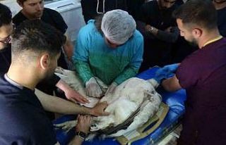 Muş’ta ateşli silahla yaralanan toy kuşu Van’da...