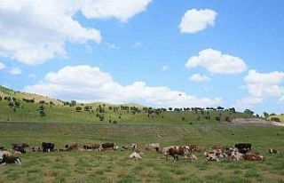 Muş’ta çoban krizi