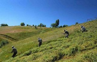 Muş’ta ot biçme sezonu başladı
