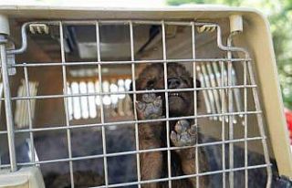 Muş’ta yaylada bulunan 4 kurt yavrusu koruma altına...