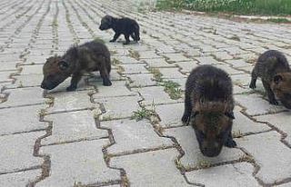 Muş’ta yaylada bulunan 4 kurt yavrusu Van’da...