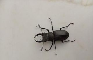 Nadir böcek türü geyik böceği Denizli’de görüldü