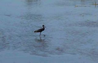 Nadir görülen Kara leylek, Türkiye’nin en uzun...