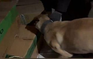Narkotik köpeği ETA, zehir tacirlerine göz açtırmıyor