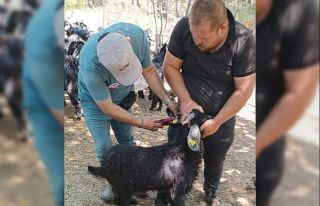 Nazilli’de küçükbaş hayvanlara veba ve çiçek...