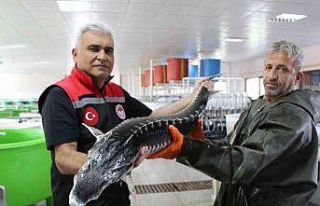 Nesli tehlike altındaki sivriburundan sadece 150...