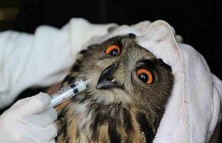 Nesli tehlike altındaki yaralı puhu, tedavinin ardından...