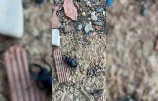 Nesli tükenme tehlikesi altında bulunan böcek türü...