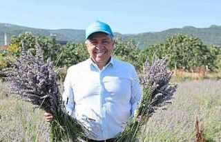 Nilüfer’de lavanta hasadı başladı