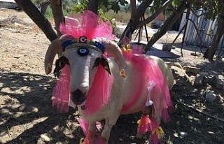 Nişanlıya süslü koç hediyesi