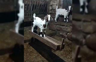 Oğlağın ahırda salıncak keyfi kamerada