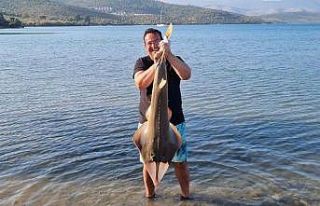 Oltaya takılan kemane balığı denize bırakıldı