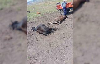 Oltu’da yıldırım düşmesi sonucu 4 büyükbaş...