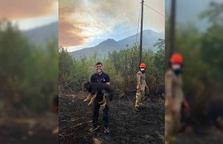 Orman yangınında alevlerin ortasındaki köpeği...