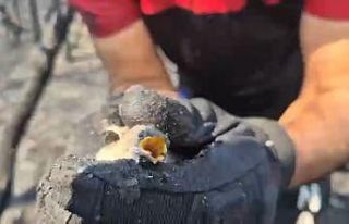 Orman yangınında hayatta kalan kuş böyle kurtarıldı