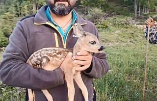 Ormanda bulunan ceylan, keçi sütüyle hayata tutundu