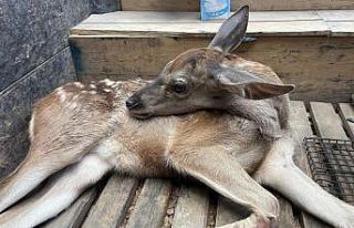 Ormanlık alanda bulunan yaralı geyik tedavi altına...