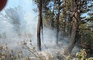 Ormanlık alandaki örtü yangını büyümeden söndürüldü