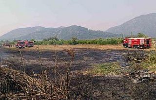 Ortaca’da sazlık yangını