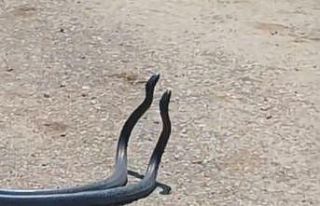 Osmaniye’de yılanların dansı kameraya yakalandı