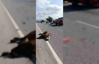 Otomobilin çarptığı inek telef oldu