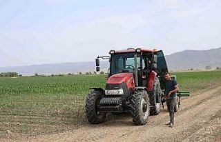 Pamuk üretim merkezi Büyük Menderes Ovası’nda...