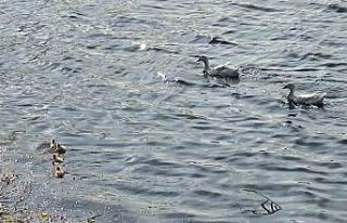 Pelitözü Göleti’nde uzun bir aradan sonra ilk...